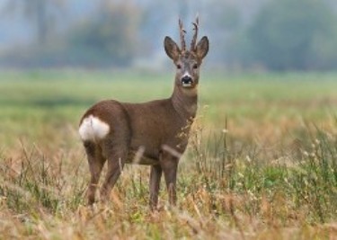 Roe-Deer-Hunting