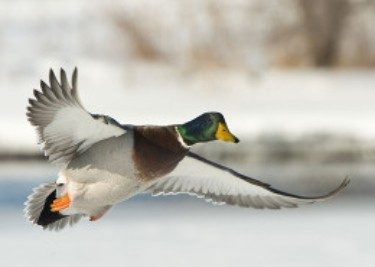 Duck-Hunting-in-Europe